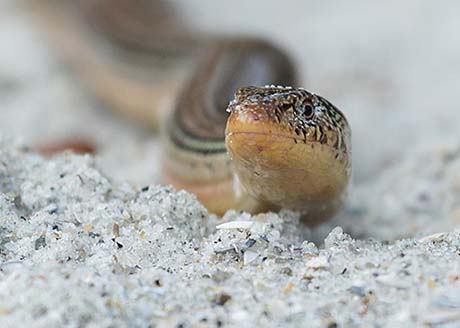 Island glass lizard