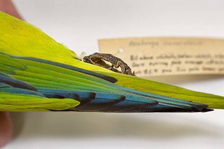 Tangara seledon image by Daniel J. Field